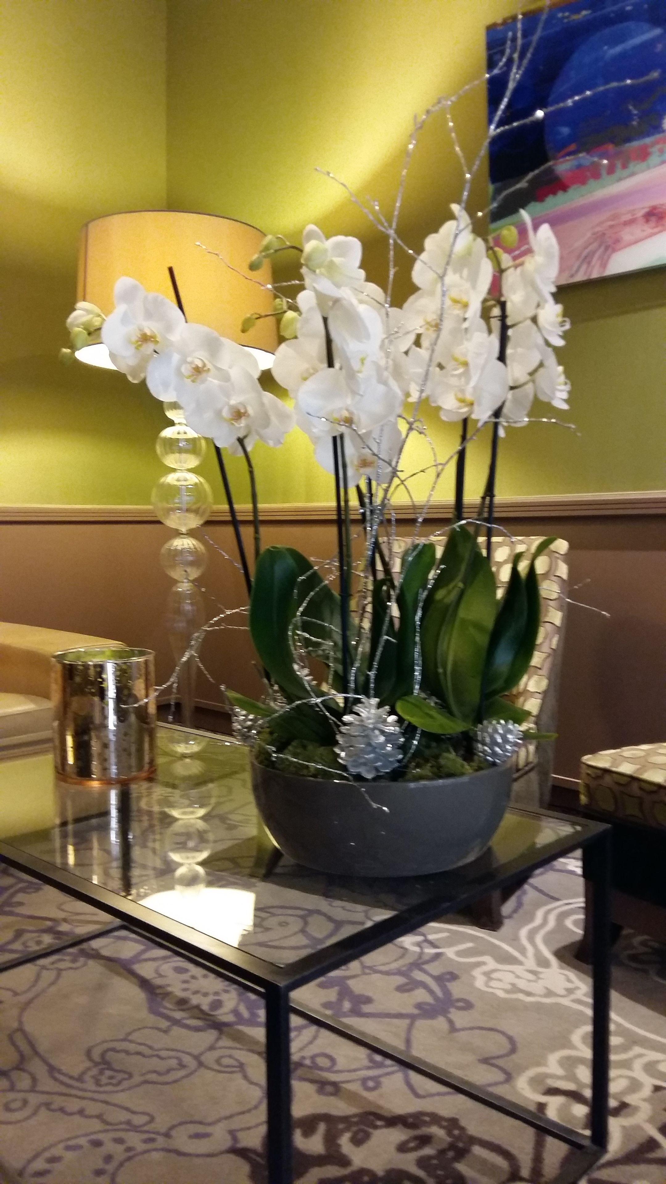 Western Anjou Lafayette Paris